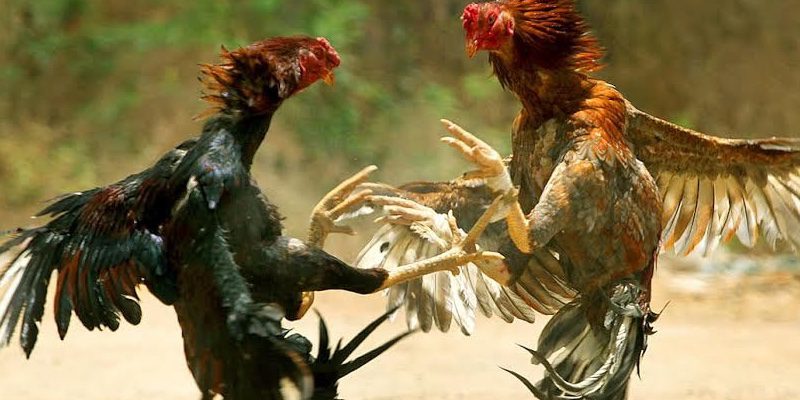 Chủ sở hữu nghiên cứu các vảy đặc biệt để nhận biết gà mạnh