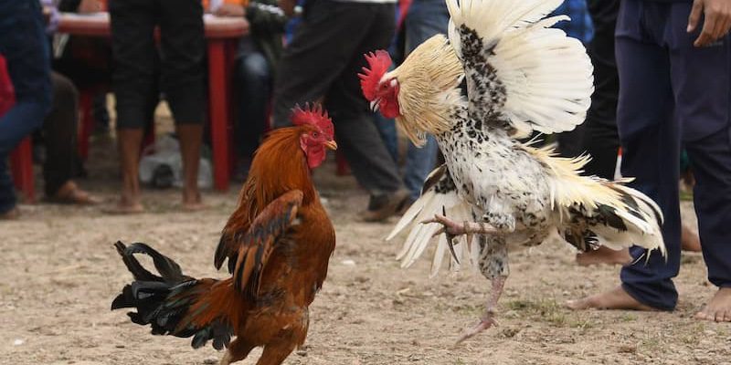 Giải thích lý do thành viên cần biết cách xem chân