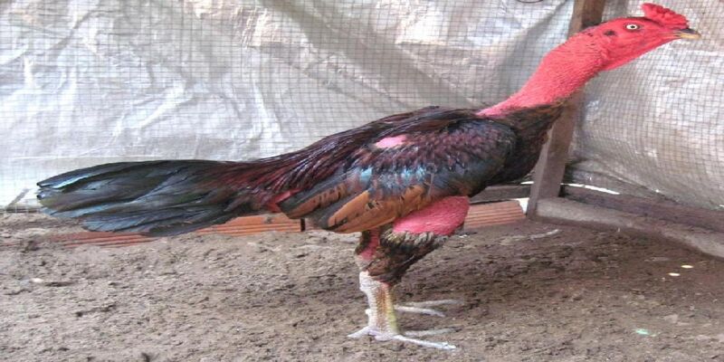 Đá gà tre có quy định tổ chức nghiêm ngặt
